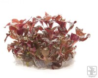 alternanthera_reineckii_mini_1