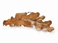 set-6er-laubmix-eiche