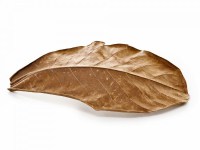 set-wasserqualitaet-seemandelbaumblatt_600x600